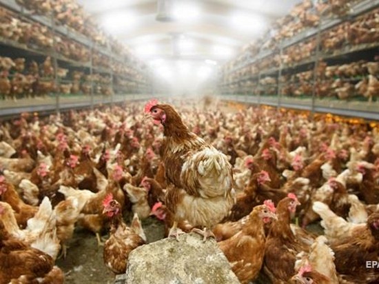 Десятки тысяч цыплят сгорели на птицеферме в Японии