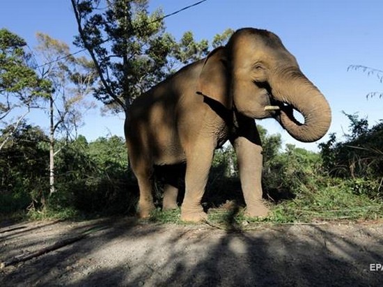 В Таиланде игривый слон «утопил» туристов