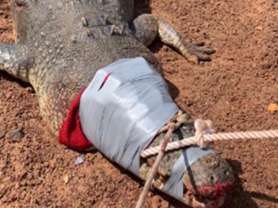 В Австралии «арестовали» крокодила весом 600 кг