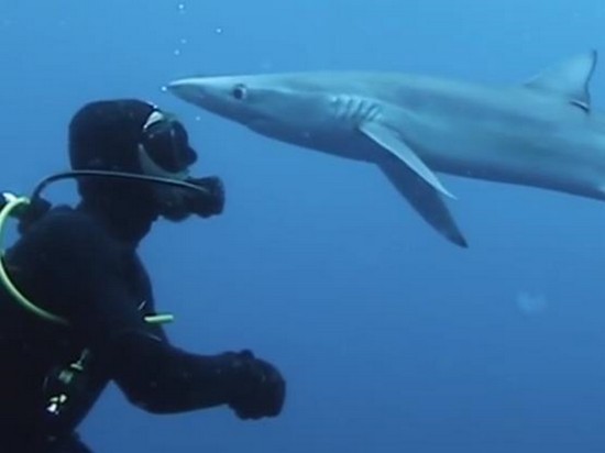 В ЮАР акула «поцеловала» аквалангиста (видео)