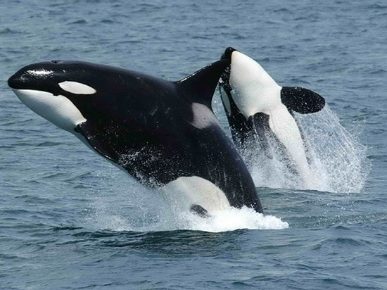 Ученые нашли новый вид китов-убийц