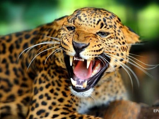 В зоопарке США ягуар напал на любительницу селфи