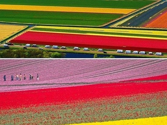 В Нидерландах зацвели миллионы тюльпанов