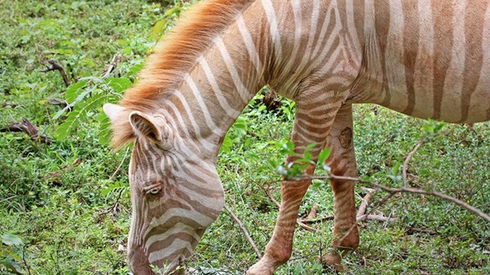 В Танзании сняли редчайшую зебру-альбиноса