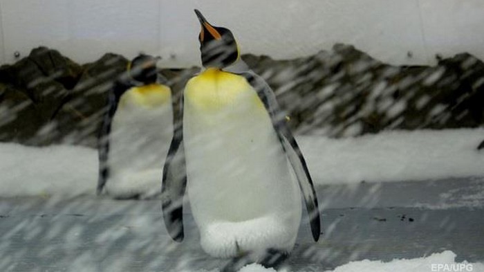 В Антарктиде исчезла одна из крупнейших колоний пингвинов