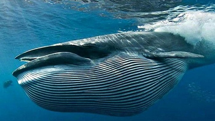 В Италии нашли самый большой скелет синего кита за все время исследований