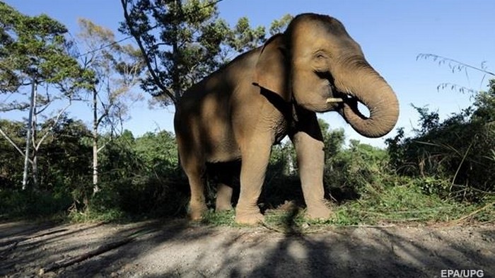Таиланд отменил запрет на экспорт слонов