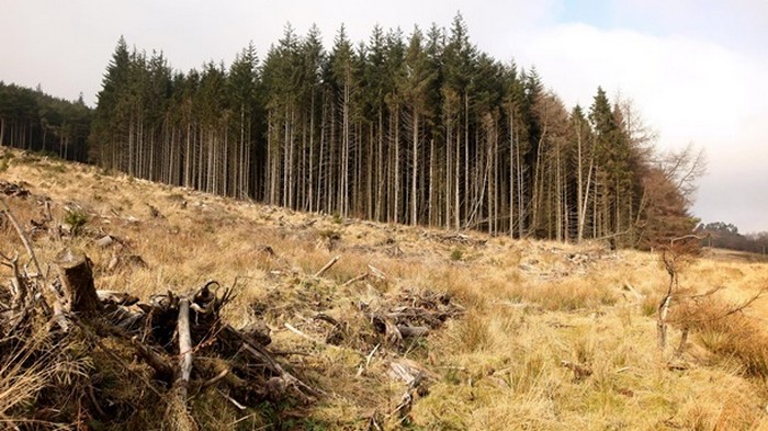 У Зеленского обещают остановить вырубку лесов