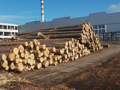 На Одесщине пресекли незаконный экспорт древесины в Азию (фото)