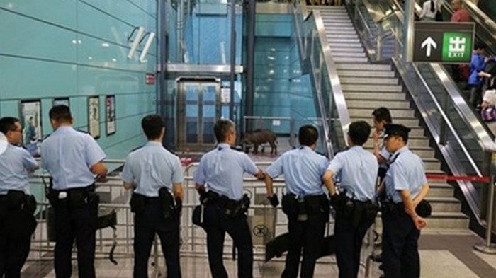 В метро Китая женщину ранил дикий кабан
