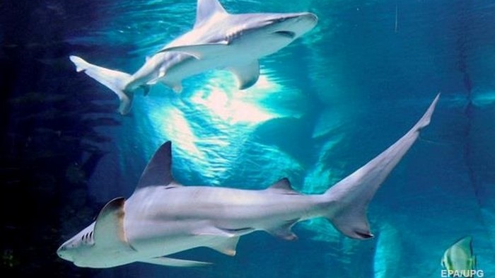 На Багамах акулы убили девушку на глазах у ее семьи