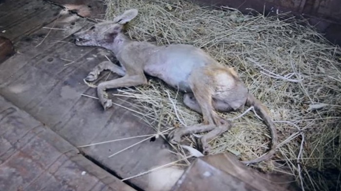 В селе Ивановка житель убил чупакабру (видео)