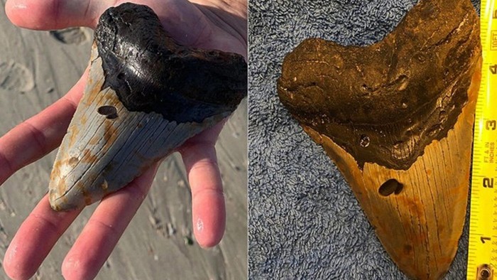 А США на пляже нашли зубы доисторического существа: фото