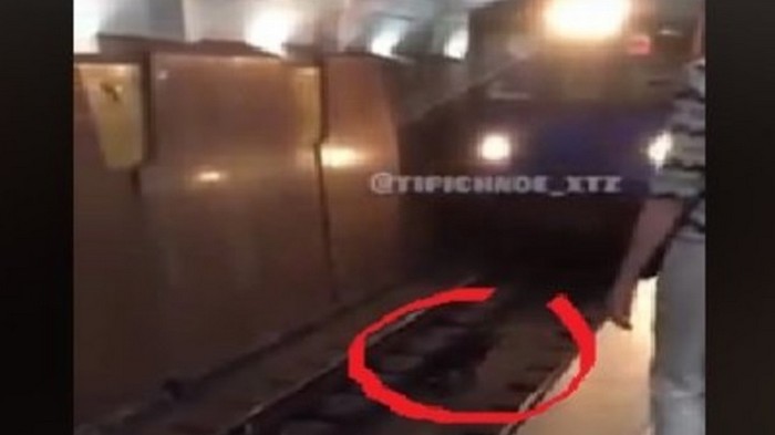 В Харькове пес едва не сорвал работу метро