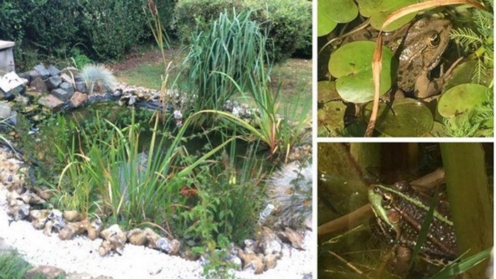Во Франции месяц расследуют дело о громко квакающих лягушках