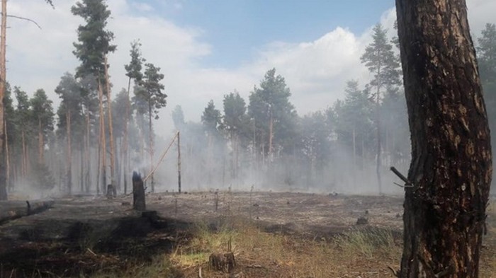 Масштабный лесной пожар произошел в Херсонской области