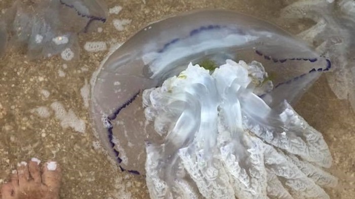 В Азовском море массово вымерли медузы