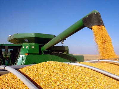 Спрос на украинскую кукурузу в Китае падает