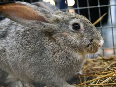 РФ и Китай будут совместно разводить кроликов