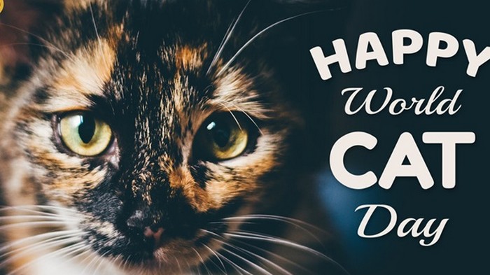 День кошек: история праздника и интересные факты