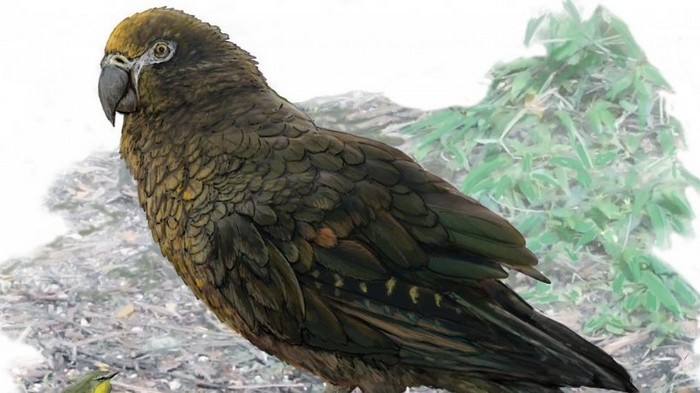 В Новой Зеландии нашли огромного ископаемого попугая