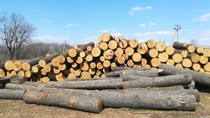 На Закарпатье сотрудники заповедника рубили деревья на продажу (видео)