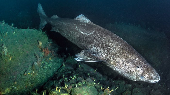Жил при отце Ивана Грозного: ученые поймали 500-летнего подводного хищника