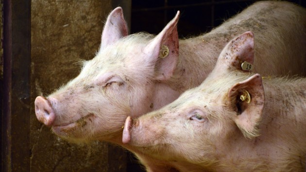 Во Львовской области началась вспышка чумы свиней: объявлен карантин