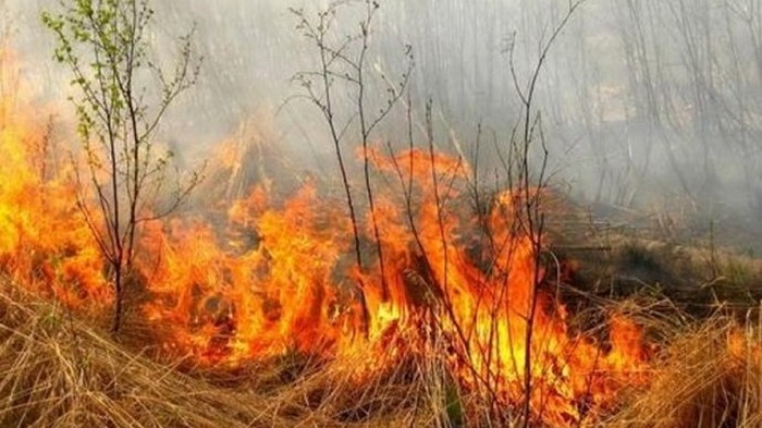 Растет количество природных пожаров вокруг Киева