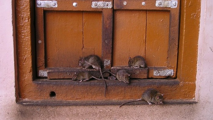 Ученые научили крыс играть в прятки