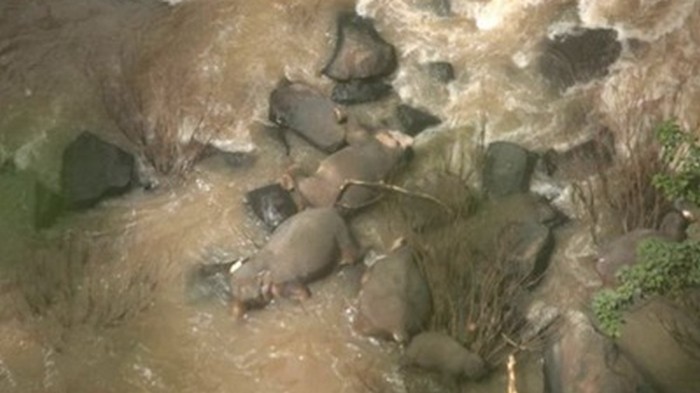 В Таиланде погибли шесть слонов, пытаясь спасти слоненка