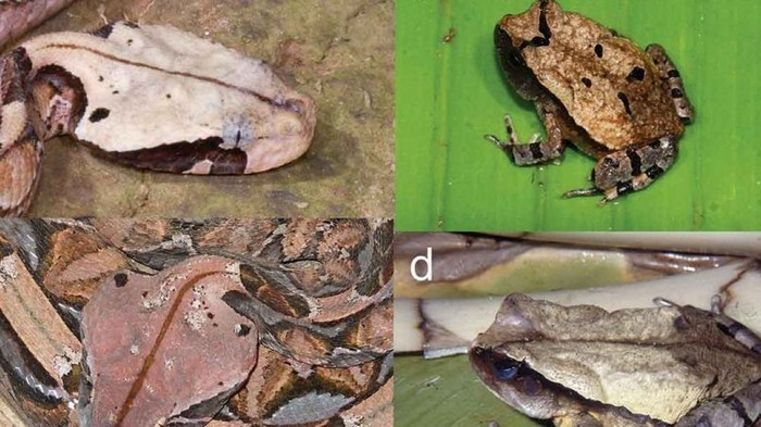 В Африке обнаружили жабу, которая маскируется под гадюку