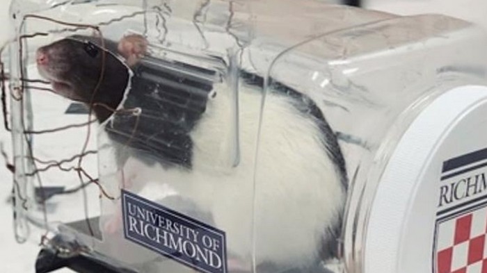 Ученые научили крыс управлять мини-авто (видео)
