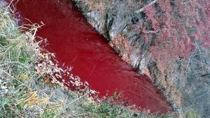 Река в Южной Корее окрасилась кровью больных свиней