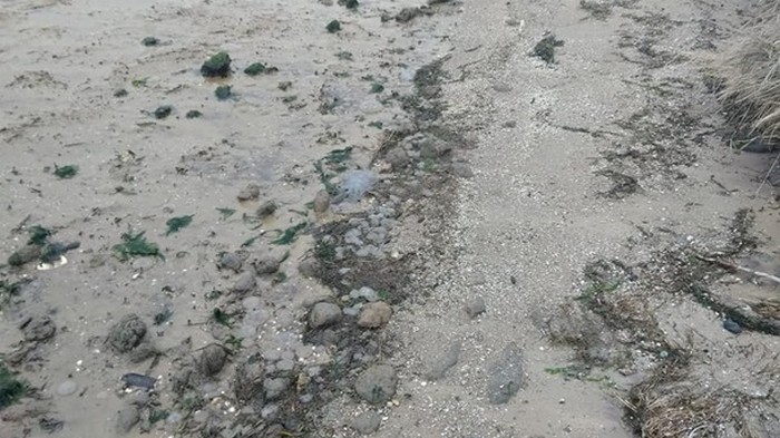 На Николаевщине на берег вынесло тысячи мертвых медуз