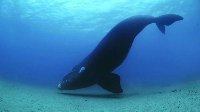 От глобального потепления спасут киты - ученые