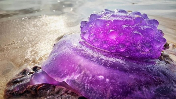 На пляже в Австралии нашли редкую медузу фиолетового цвета