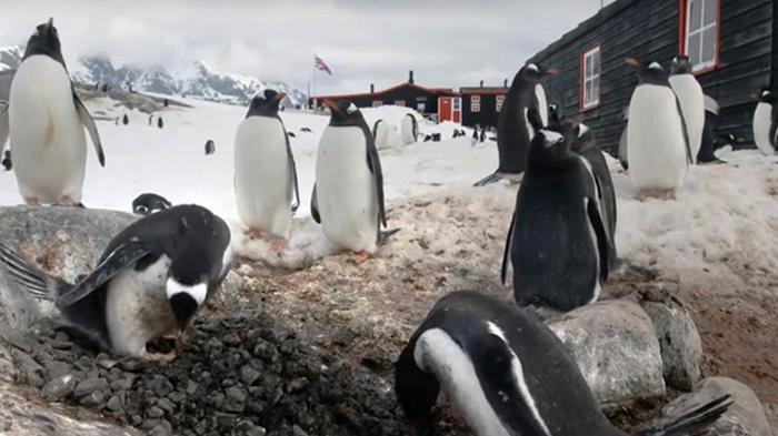В Антарктиде пингвины превратили остров в детский сад (видео)