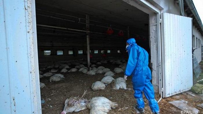 В Польше новые вспышки птичьего гриппа: погибли 40 тысяч птиц