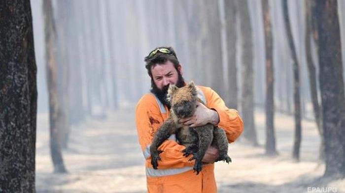 В Австралии вдвое ухудшили оценку числа погибших в пожарах животных
