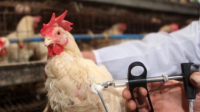 В Украине зафиксировали вспышку птичьего гриппа