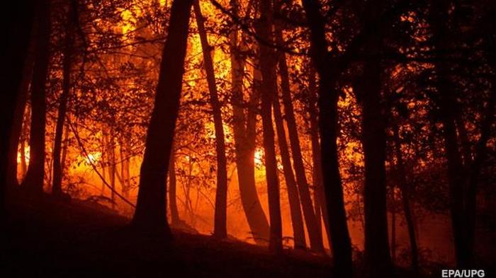 Штрафы за лесные пожары увеличили вдвое
