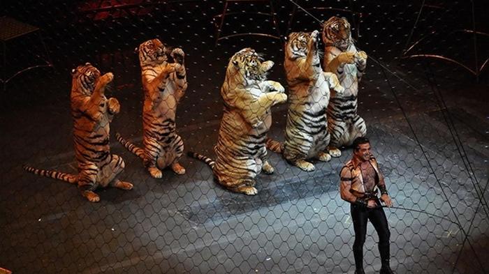 Украинские цирки должны за год обновить программы без животных