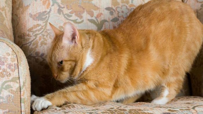Ученые рассказали почему коты и кошки любят царапать мебель?