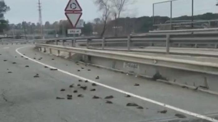 В Испании на шоссе обнаружили сотни мертвых птиц (видео)