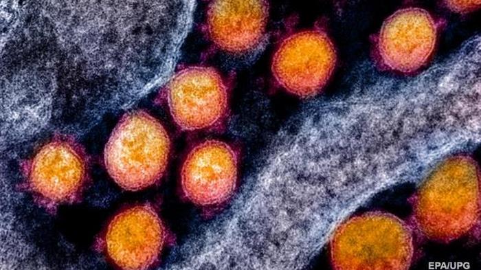 Ученые заявили о мутации коронавируса