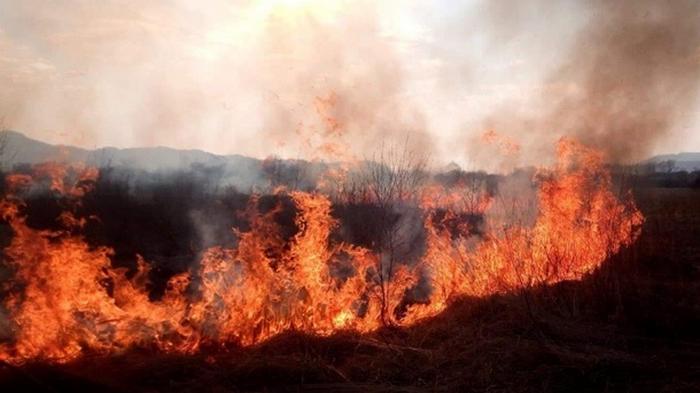 За сутки на Киевщине случилось 124 пожара в экосистемах