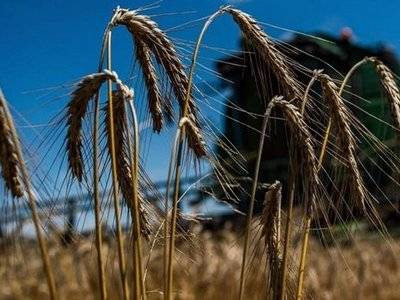 Украина вытесняет РФ на рынке пшеницы — Bloomberg