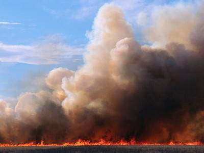 В Волынской области сгорело около 40 гектаров пшеницы