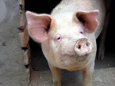В Украине зарегистрировали вспышки африканской чумы свиней